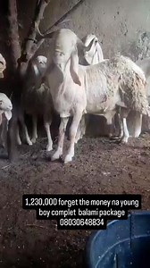 1,230,000 forget the money na young boy complet balami package 08030648834 | K-F Agro Tech And Agro Service