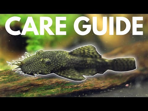 How to Care for Bristlenose Plecos (Beginner Guide)