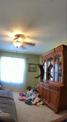 Cat vs Ceiling Fan Disaster!