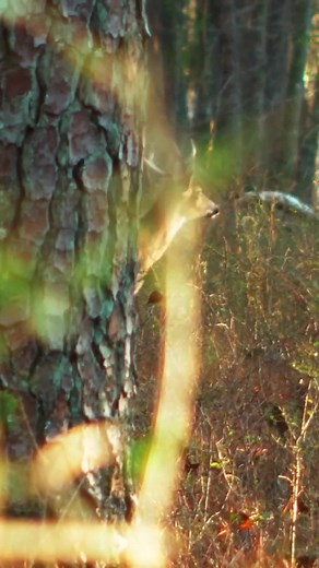 15 reactions |  It's that time of year! 歷 Swisher’s Rough Cut Tow Behind mowers power through thick brush and overgrown trails — so you can focus on the hunt.  #SwisherStrong #RoughCutMower #HuntingSeason #TrailMaintenance #LandManagement #MadeInUSA #BrushCutter | Swisher Brand Products | Facebook