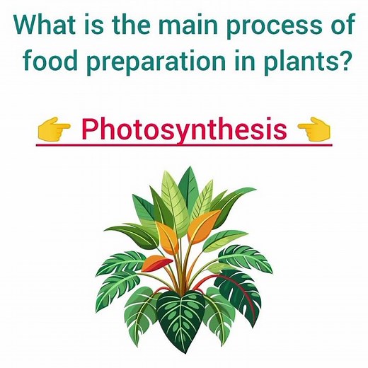 Plant kingdom 10 biology GK Questions and Answers #biologyquiz #biology