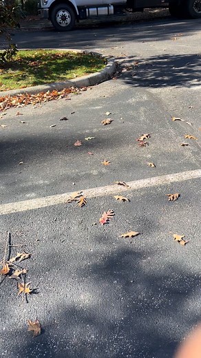 14 trees coming Down 🪵👊🫡🌲 | Beaver Tree