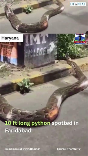 10 ft long python spotted in Faridabad
