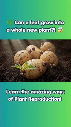 🌱 Plant Asexual vs Sexual Reproduction Explained! 🥔🌻 | Animated Shorts