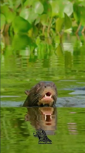 Giant River Otter – The Apex Predator of the Amazon 🦦🌊