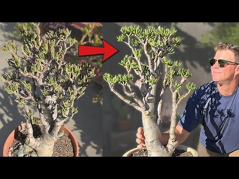 Saving a DYING Jade Bonsai Tree | 4+ Month Process!