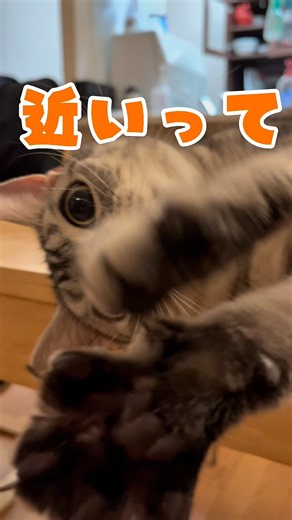近いって😂 カメラとの距離感がおかしい猫 #毛繕い #甘える猫 #アメリカンショートヘア #shorts
