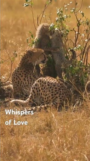 Baby Cheetahs Play Under Their Mother’s Watch 🐆🤍