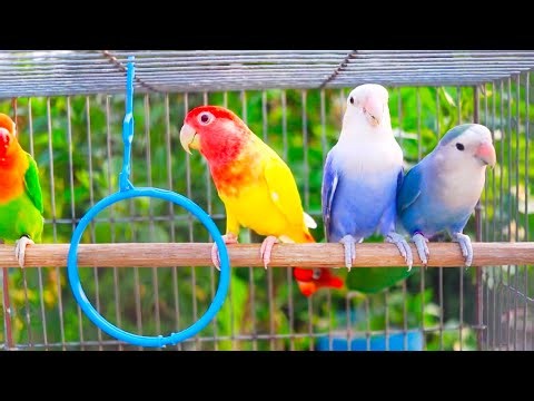 Male & Female Lovebird Singing | Lovebirds Mating Call #lovebirds #birdlovers #parakeet #viral