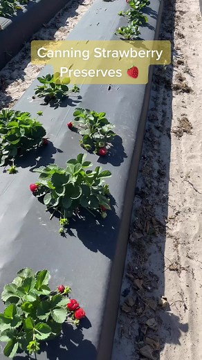 Canning Strawberry Preserves 🍓