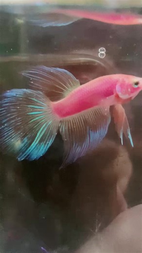 Dealing with Ich in Pink Glo Betta Fish: Treatment and Prevention