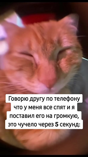 Hilarious Cat Meme Compilation