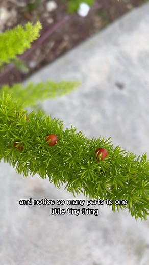 Creation of Fern Plant Varieties Explained by a Science Teacher