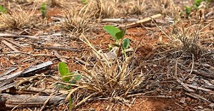 Pressão de ervas daninhas pode colocar em risco a soja em MT | Canal Rural Mato Grosso