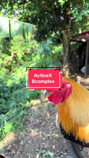 Benefits of Vitamin B-Complex for Pet Health