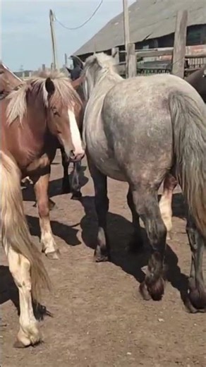 Young Stallions Chasing Older Mares 🐎🔥 | Beautiful Romantic Horse Moments