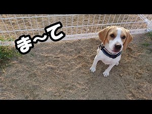 朝からみんなでドッグランへ行ってきたビーグル犬のうぃるさん