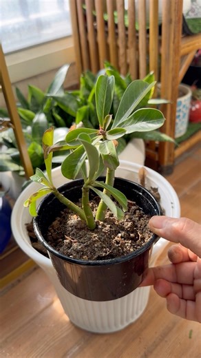Adenium plant pruning and propagation 🪴 #plants #houseplants #garden