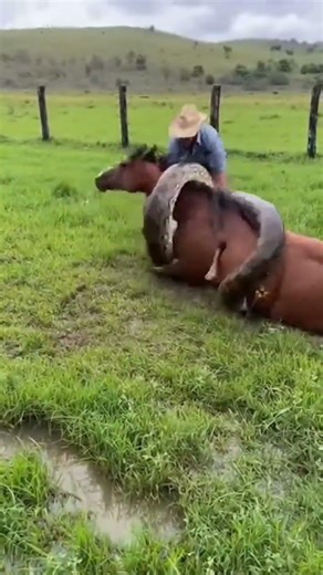 Sucuri gigante surge entre o capim e o campo desaba em medo. #sucuri #cobra #selvagem #dangerzone