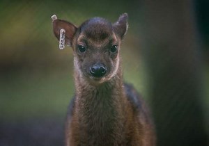 In Video: See the rare deer born at Chester Zoo