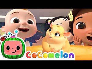 Class Pet Song! | CoComelon Nursery Rhymes