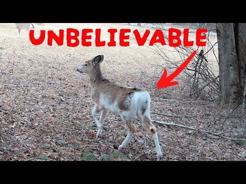 My Trail Cam Caught Something UNBELIEVABLE!