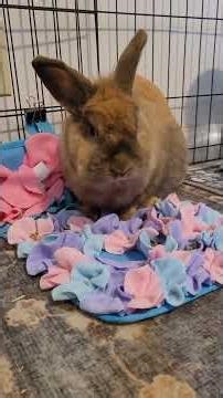 why guinea pigs and rabbits CAN NOT be together!! #fyp #cute #guineapig #guineapigs #animals #bunny