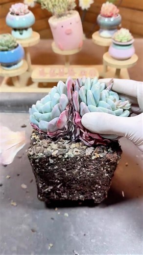 Ultimate ASMR Plant Care: Satisfying Sounds for Succulents