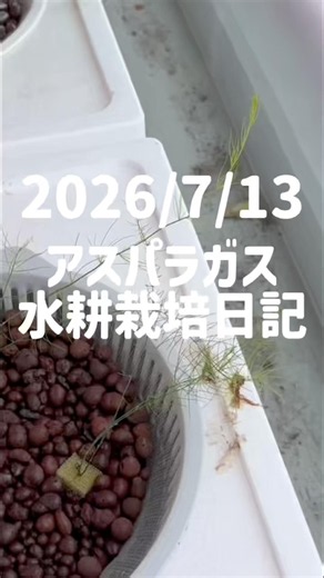 7/13/2026 Asparagus Hydroponics Journal