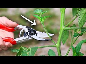 How to Prune Tomato Plants the BEST WAY
