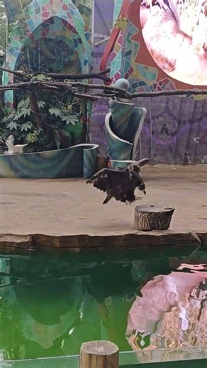 Unbelievable Animal Antics: Watch These Odd Behaviors