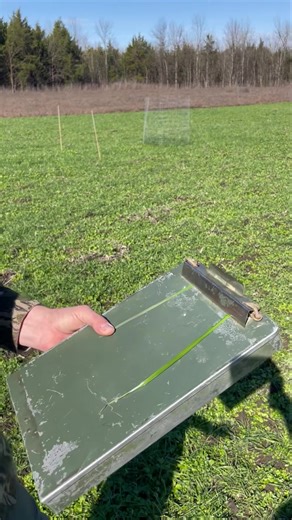 Ryegrass is not a good deer forage. How do we identify and control ryegrass in our food plots to improve forage production? | MSU Deer Lab