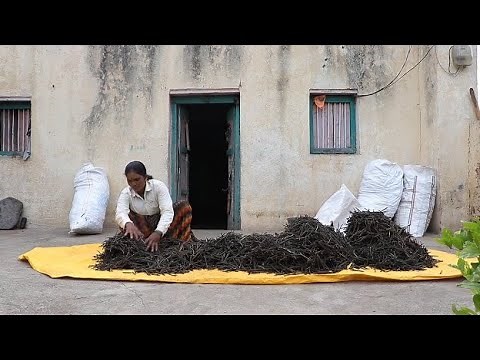 Harvesting and storage of green gram (summary)