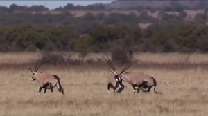 29K views · 489 reactions | Cazador on Reels | Facebook