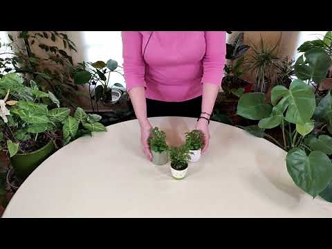 Spike Moss Care: What to Know