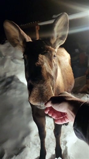 Moose Enjoys Making Friends With Humans