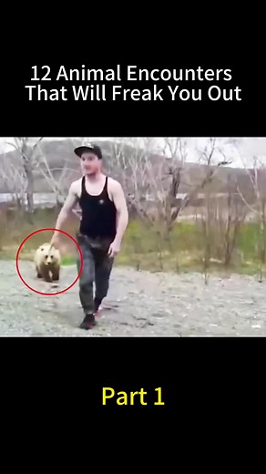 12 animal encounters that will freak you out #fyp #tiktok #animals