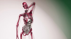 Human Skeleton Bones Model with Organs