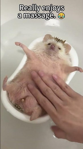 A grumpy hedgehog. 🦔#animals