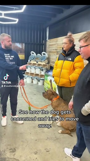 How To Approach A Nervous Dog #dogs | Southend Dog Training