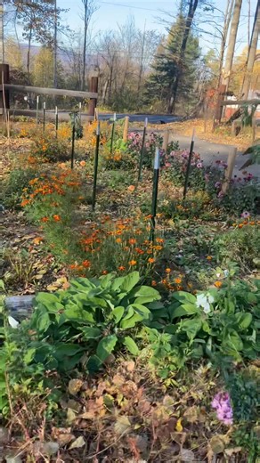 Chopped down all of the dahlia plants in the big garden today. A week or so for them to toughen up their skins, and then the big dig and divide begins…. Endings are always the saddest part…. But what a beautiful season it was… | Fly Brook Flowers and Photos