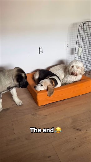 80K reactions · 501 shares | I’m sure the internet will freak over...