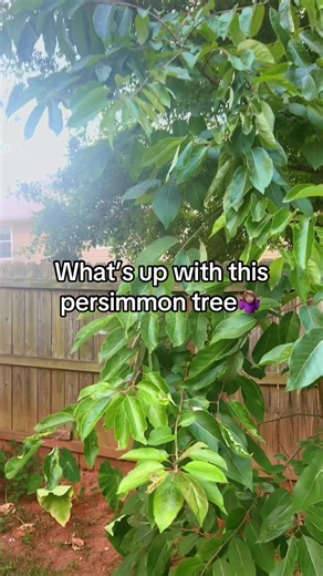 Persimmon Trees: Tips for Backyard Gardening
