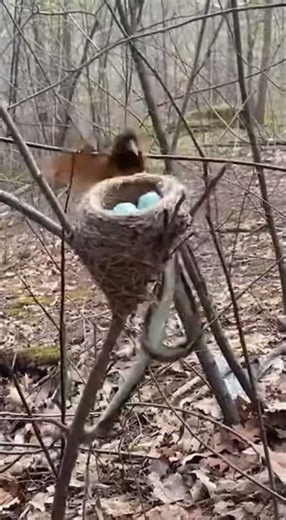 😲 Nature Caught on Camera: Bird vs Snake!