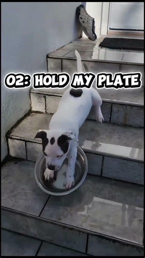 Funny fails best Cat & Dogs #animalshorts #youtubeshorts #funnyfails #doglife
