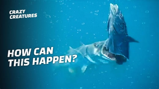 Why Barracudas Are the Ocean’s Most Precise Killers