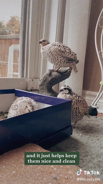 Bobwhite Quail as Pets: A Snowflake Quail Adventure