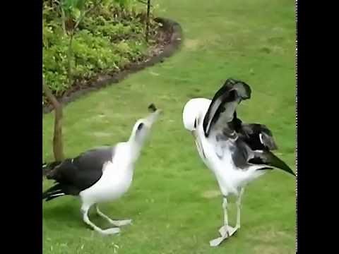 A incrível dança de acasalamento do albatroz