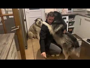 Dogs Get So Excited When Dad Comes Home! (Cutest Fluffy Hugs Ever!)