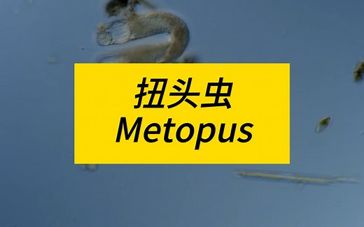 扭头虫（Metopus）合辑II【2月观察记录】